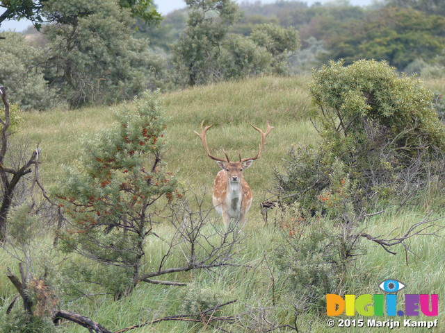 FZ019544 Fallow deer (Dama dama)